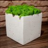 Белый кашпо с мохом зеленый