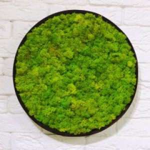 Картина из мха Ягель зеленый