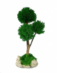Стабилизированный мох дерево Reindeer Moss b/33/05/500/30 зеленый