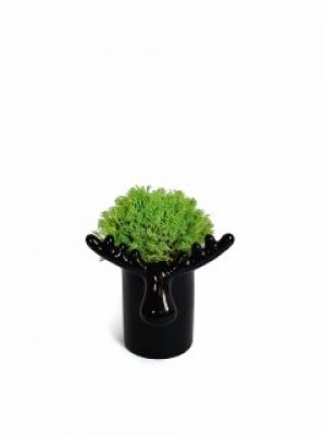 Стабилизированный мох вазон Reindeer Moss b/222/01/850/10 черный светлый зеленый