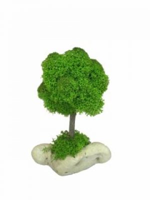 Стабилизированный мох дерево Reindeer Moss b/51/05/500/12 зеленый