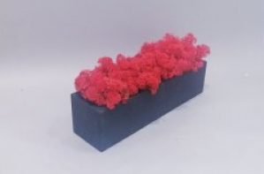 Мох ягель красный деревянном кашпо ручной работы 30 см