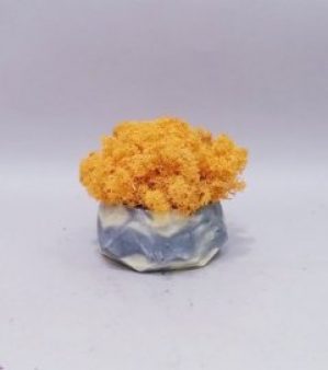 Стабилизированный мох ягель ручной работы в бетонном кашпо