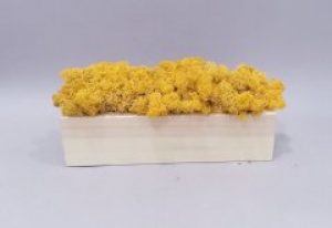 Стабилизированный мох ягель деревянном кашпо ручной работы 30 см