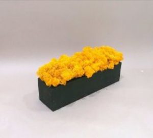 Мох ягель желтый деревянном кашпо ручной работы 20 см