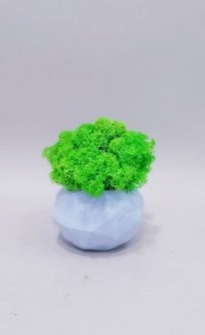 Стабілізований скандинавський мох Go_Kora_Bog в бетонному кашпо ручної роботи