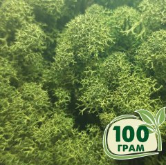 Стабилизированный мох ягель Nordic moss Зеленый темный 100 грамм