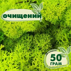 Очищенный стабилизированный мох ягель Nordic moss Зеленый весенний 50 грамм