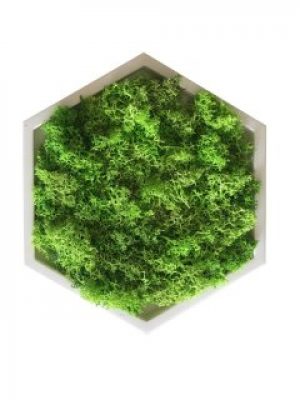 Стабилизированный мох в сотах из гипса A7Studio
