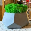 Стабилизированный мох Woodhouse гипоаллергенный в кашпо шестиграннике Octa grey 10х9см Зеленый
