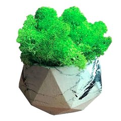 Стабилизированный мох Woodhouse гипоаллергенный в кашпо восьмиугольнике Forest rock 10х9см Зеленый