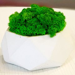 Стабилизированный мох Woodhouse гипоаллергенный в кашпо многоугольнике Poligon 11х9см Зеленый