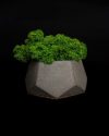 Бетонное кашпо со стабилизированным мхом "DIFI Gray"