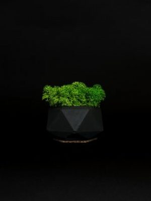 Кашпо со стабилизированным мхом "Little Kashpo 2 Black"