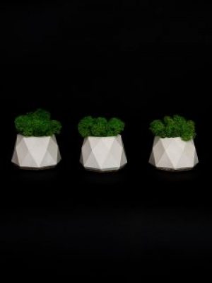 Набор из 3-х кашпо с стабилизированным мхом "Little Kashpo White"