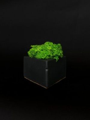 Кашпо со стабилизированным мхом "Pifagor Black"