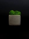 Бетонное кашпо с стабилизированным мхом "Kvadrat Gray"