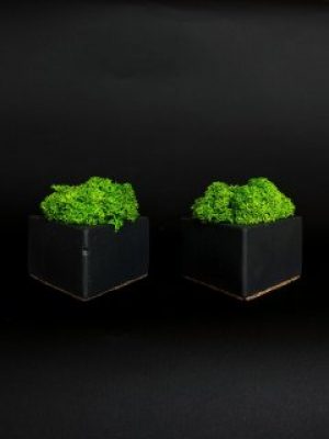 Набор из 2-х кашпо со стабилизированным мхом "Pifagor Black"