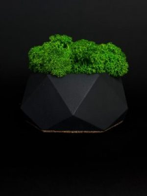 Кашпо со стабилизированным мхом "LotGran Black"