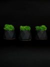 Набор из 3-х кашпо со стабилизированным мхом "Little Kashpo Black"