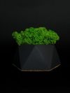Кашпо с стабилизированным мхом "PIFI Black"