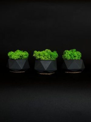 Набор из 3-х кашпо со стабилизированным мхом "Little Kashpo 2 Black"
