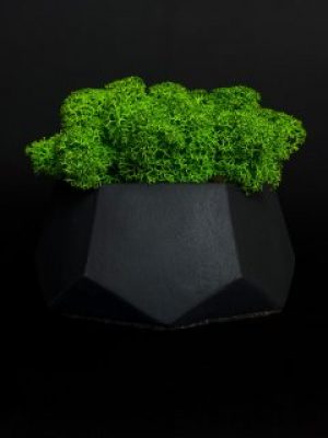 Кашпо со стабилизированным мхом "DIFI Black"