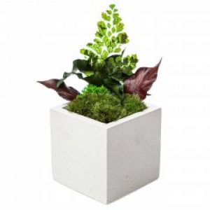 Кашпо квадрат из мха