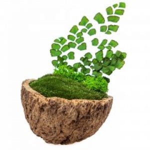 Кокос из мха и цветов