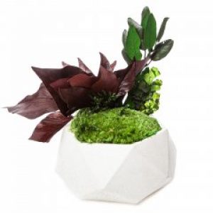 Кашпо полигон из мха