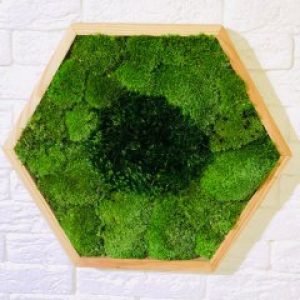 Стабилизированный мох в сотах