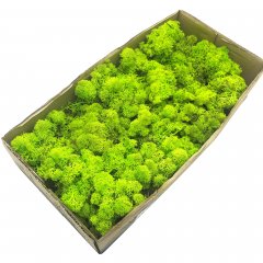 Стабилизированный мох SO Green салатовый 0