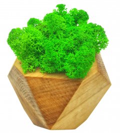 Стабилизированный мох SO Green Соу Грин в деревянном кашпо 8×8 см (022)