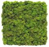 Стабилизированный мох SO Green Декоративная стена из мха 1м² (004)