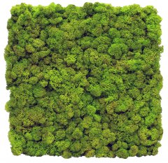 Стабилизированный мох SO Green Декоративная стена из мха 1м² (004)