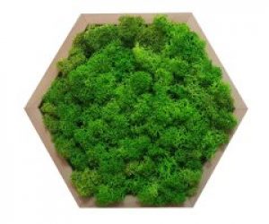 Картина шестиугольная MossArt из стабилизированного мха 20 см Grass Green (1487)