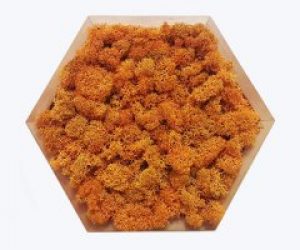 Картина шестиугольная MossArt из стабилизированного мха 20 см Autumn (1480)