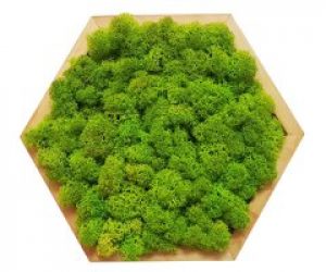 Картина шестиугольная MossArt из стабилизированного мха 20 см Grass Green Light (1485)