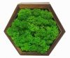 Рамка шестиугольная двусторонняя MossArt со стабилизированным мхом 14 см Grass Green Light(1481)