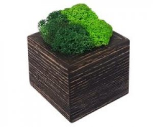 Кашпо деревянное MossArt со стабилизированным мхом (1484)