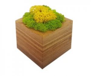 Кашпо Орех MossArt со стабилизированным мхом (1483)