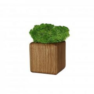 Куб со мхом "5*5" (MOSS5)