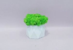 Мох ягель стабилизированный зеленый в бетонном кашпо ручной работы