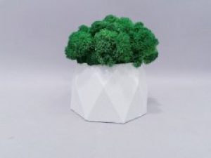 Мох ягель стабилизированный темно-зеленый в бетонном кашпо ручной работы