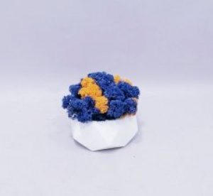 Стабилизированный мох Патриот в бетонном кашпо ручной работы