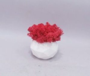 Мох стабилизированный скандинавский красный в бетонном кашпо ручной работы