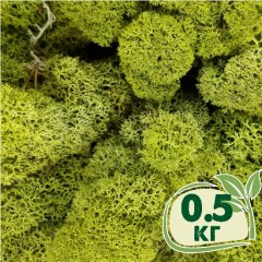 Стабилизированный мох ягель Nordic moss Зеленый светлый 0