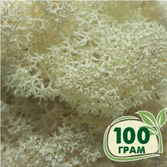 Стабилизированный мох ягель Nordic moss Натуральный белый 100 грамм