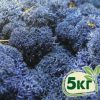 Стабилизированный мох ягель Nordic moss Синий лазурный 5 кг