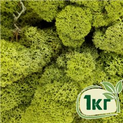Стабилизированный мох ягель Nordic moss Зеленый светлый 1 кг